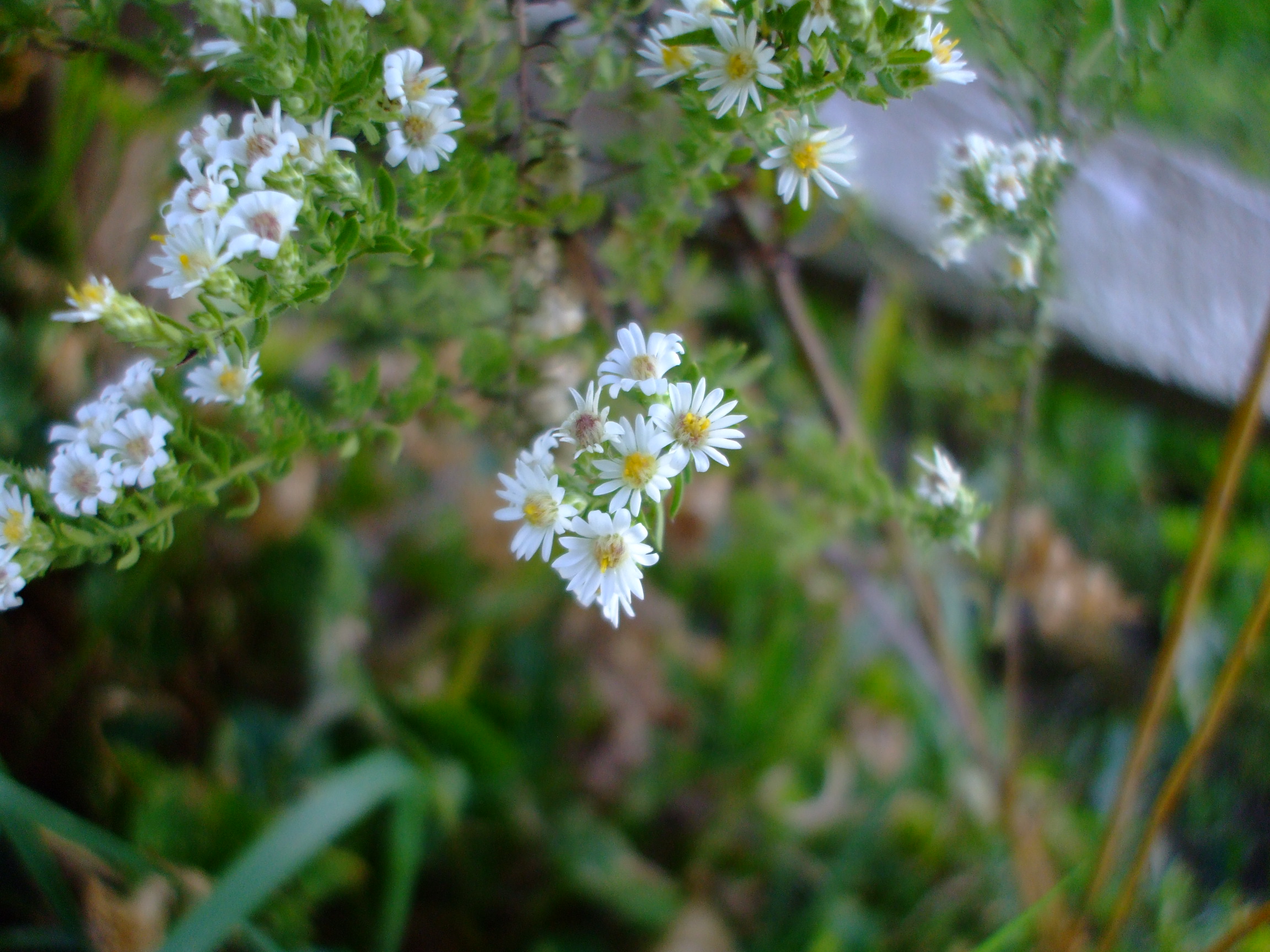 Symphyotrichum ericoides
